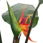 vidaXL Umelá rastlina Strelitzia Zelená 70 x 18 x 155 cm Textília a PE – Obrázok 3